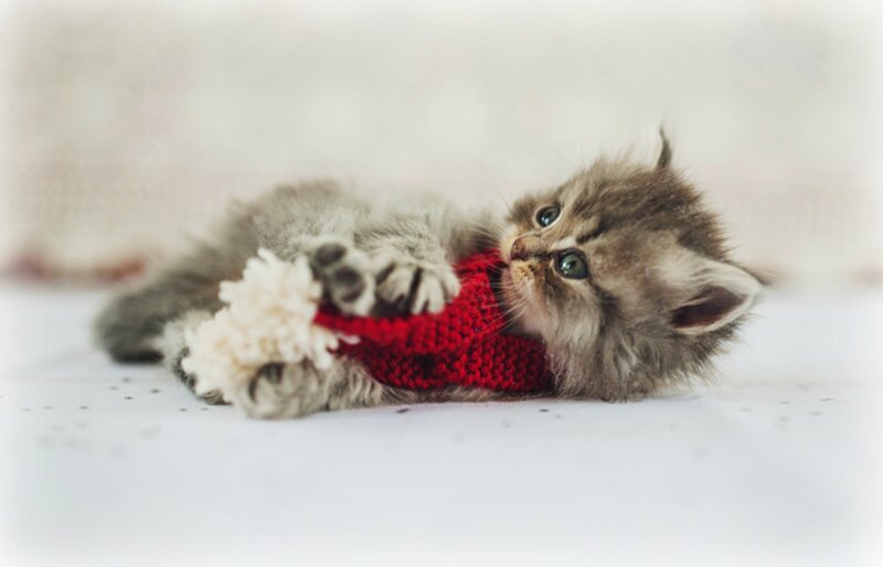 Kitten Wearing Sweater