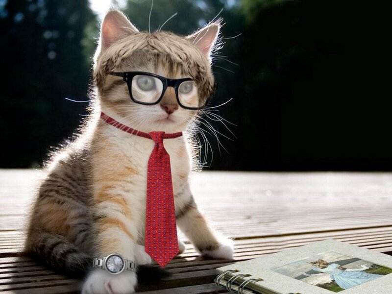 Kitten Wearing Tie