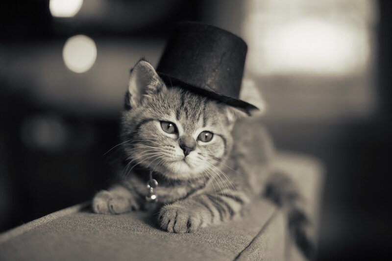 Kitten Wearing Top Hat