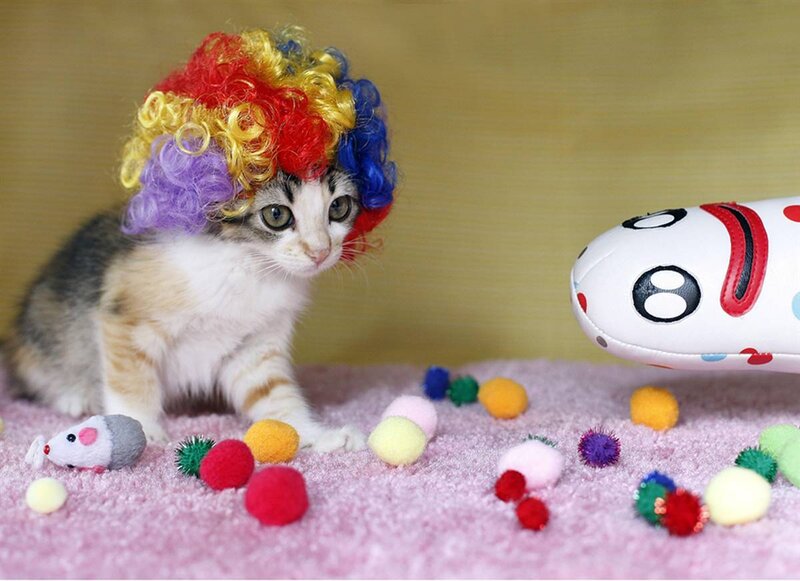 Kitten Wearing Wig