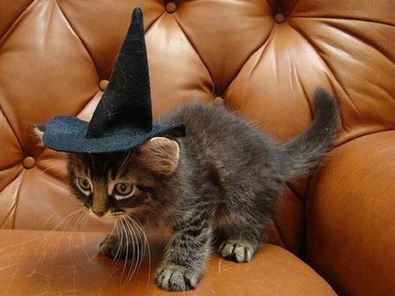 Kitten Wearing Witch Hat — Brown