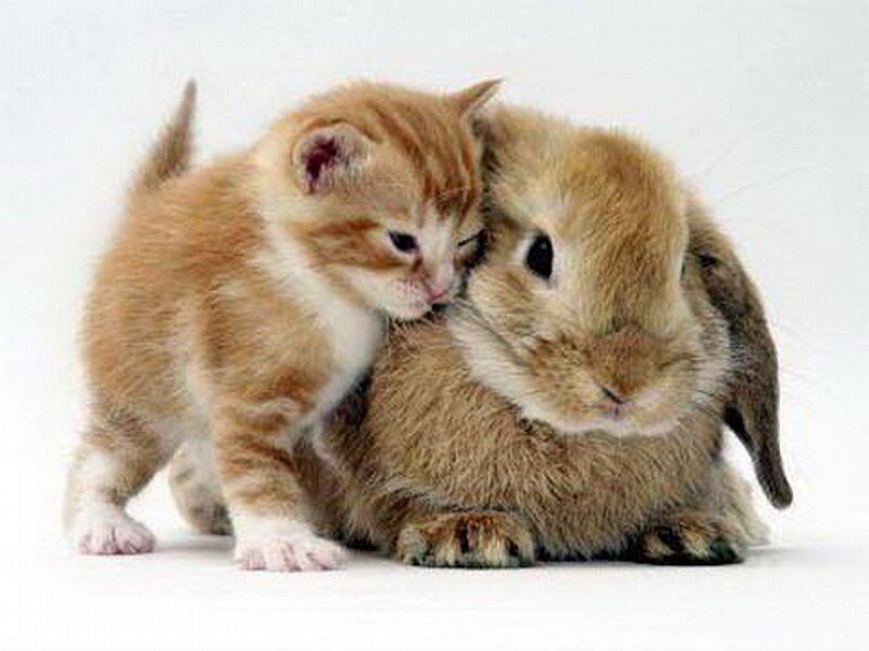 kitten with a bunny