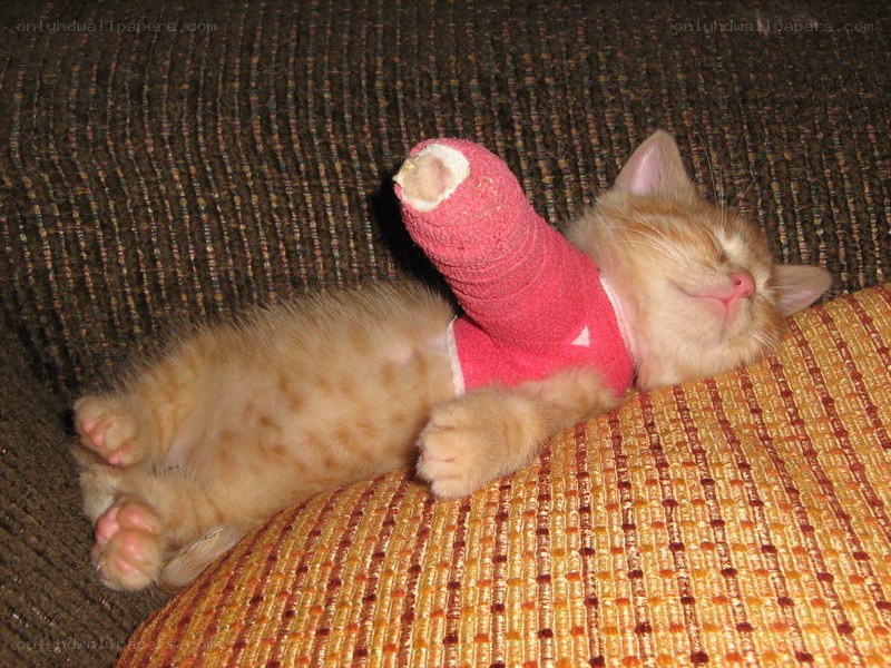 kitten with a cast