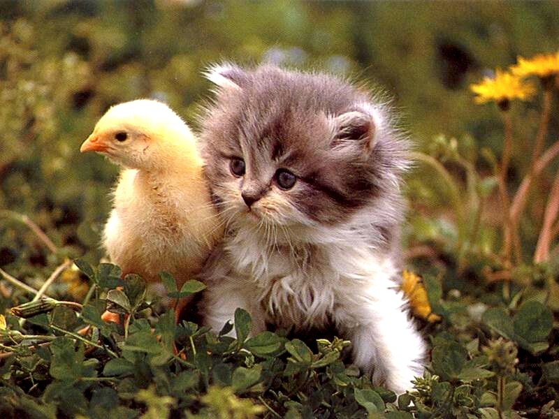 kitten with a chick