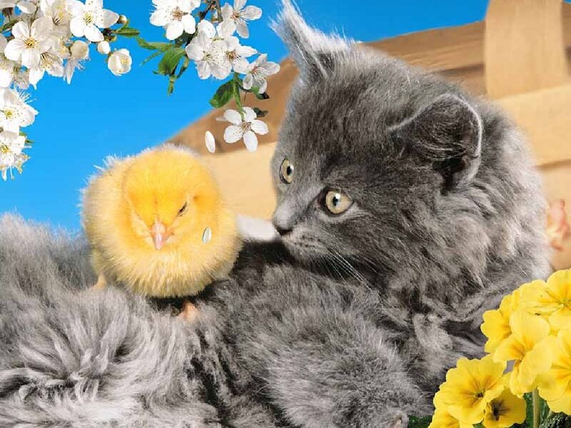 kitten with a chick