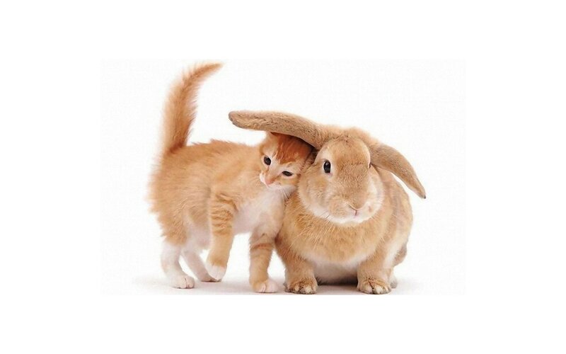 kitten with a rabbit