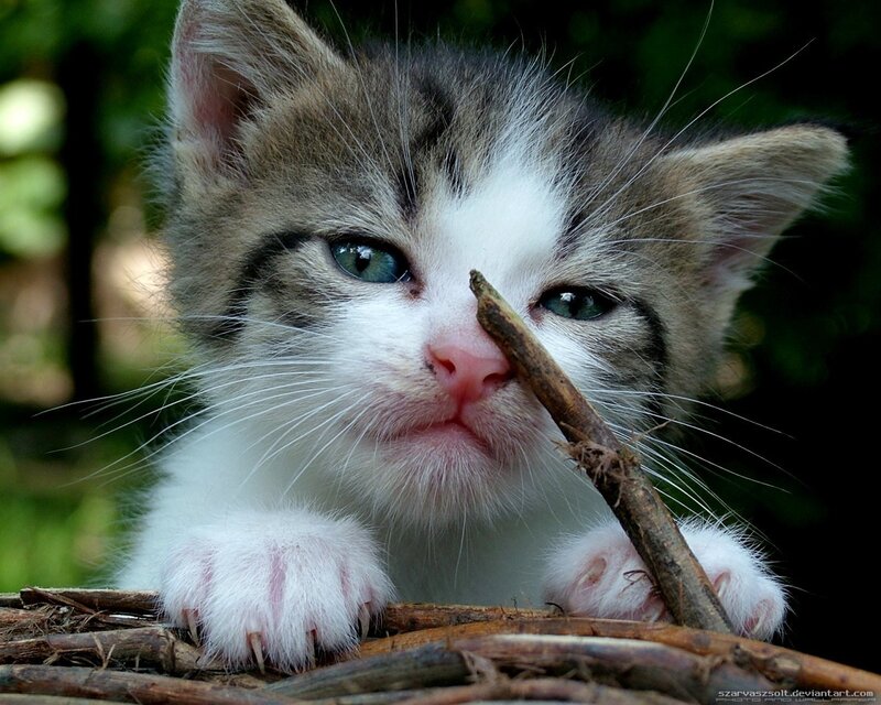 kitten with a twig