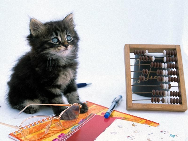 kitten with abacus and glasses