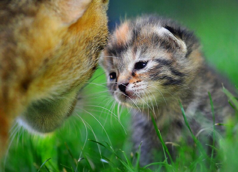 Kitten with Adult Cat