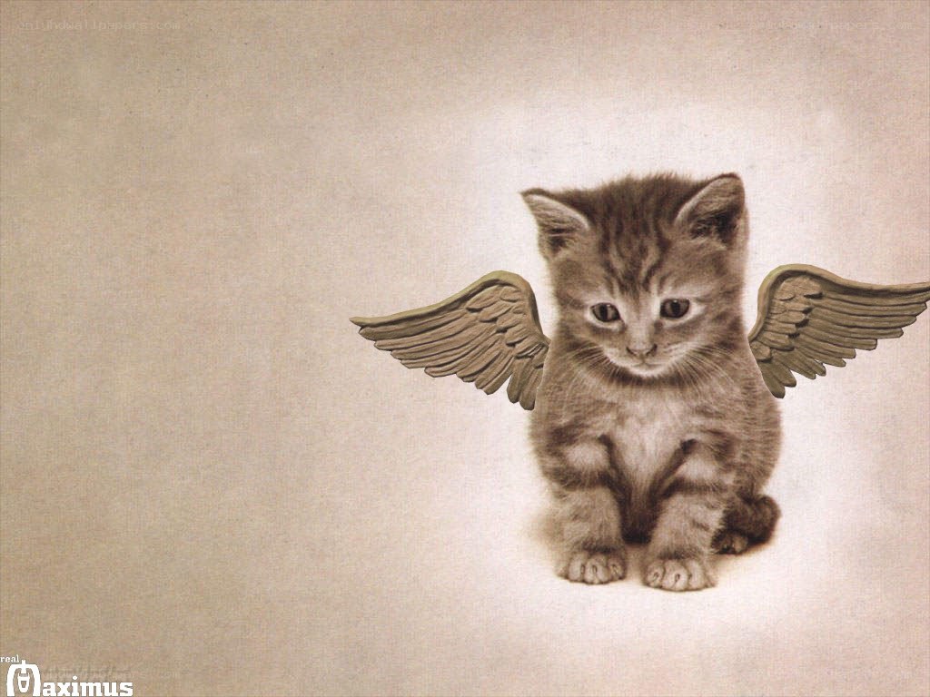kitten with angel wings