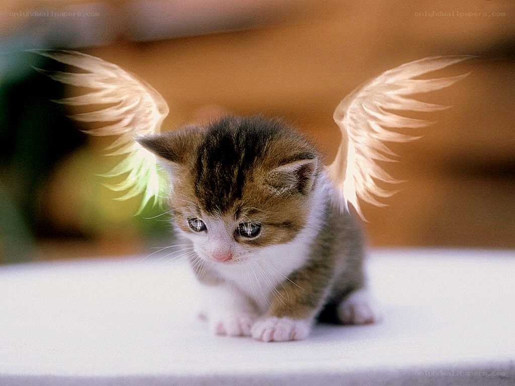 kitten with angel wings