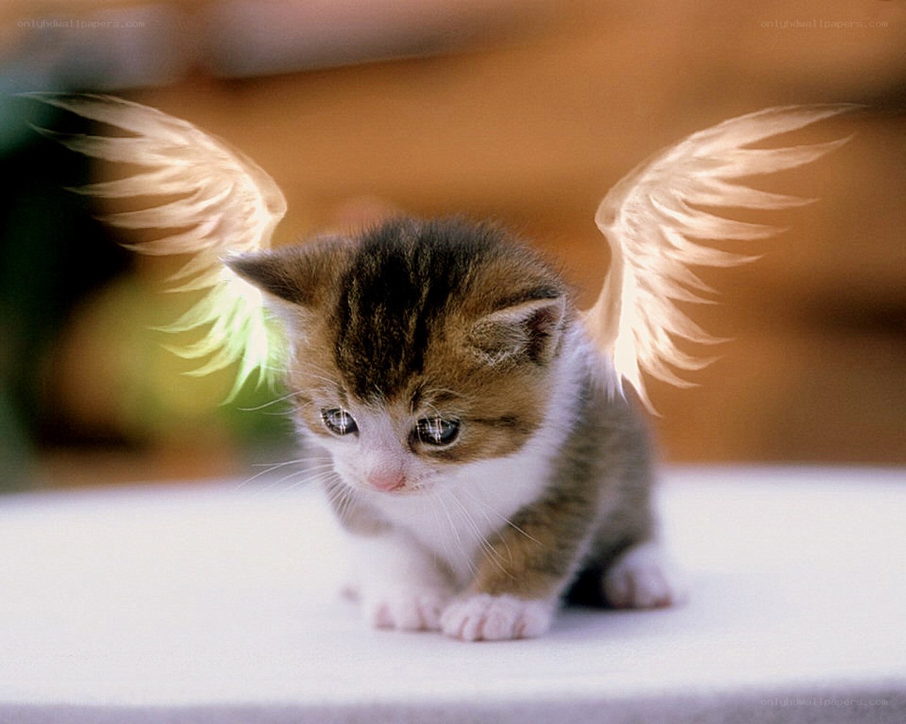 kitten with angel wings