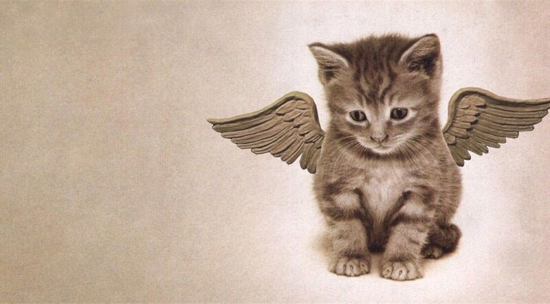 Kitten with Angel Wings — Brown