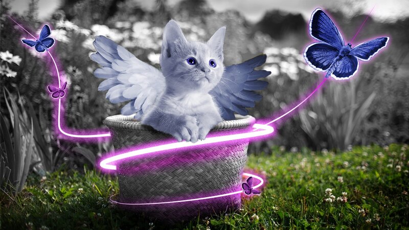 Kitten with Angel Wings — Purple