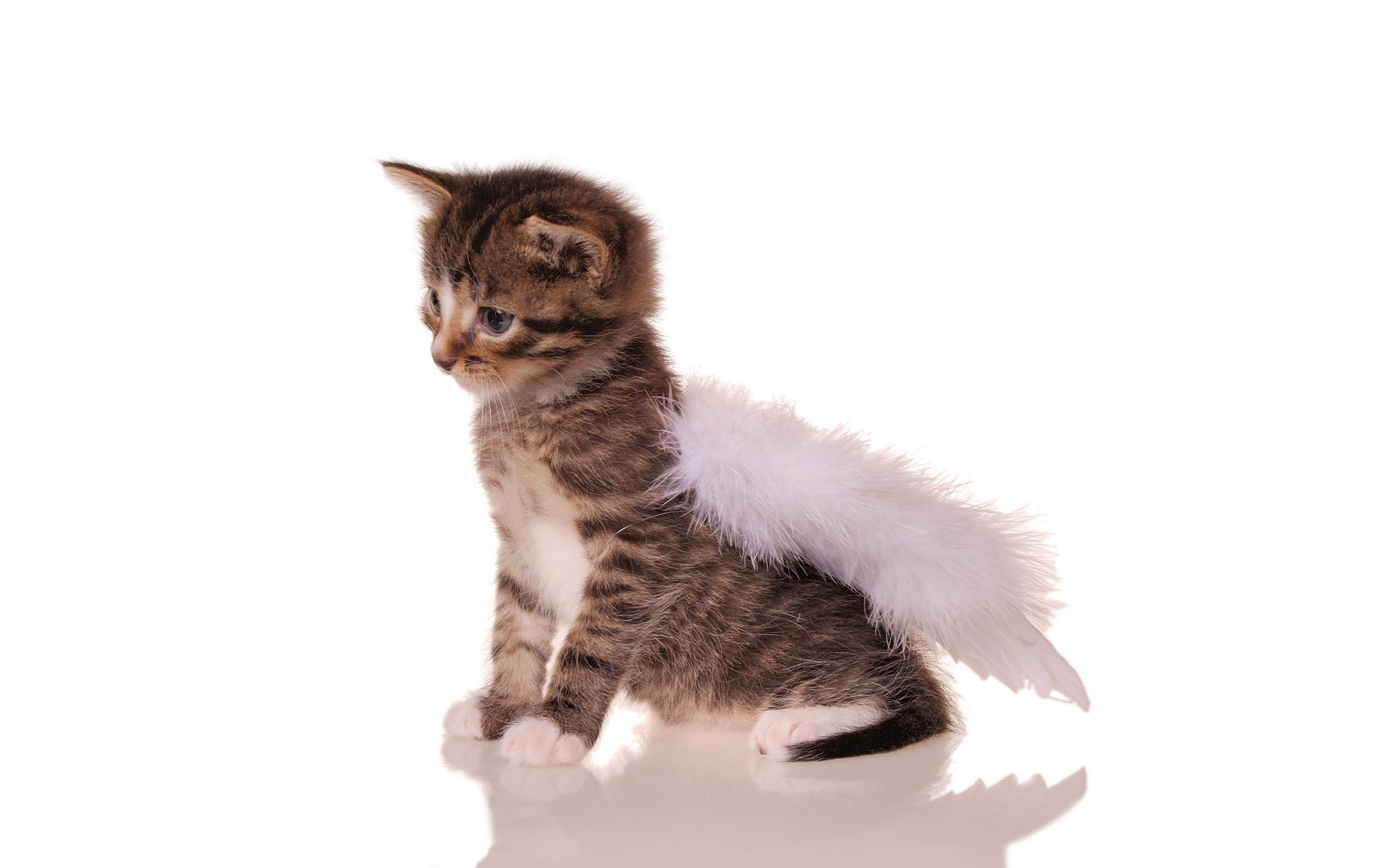 kitten with angel wings