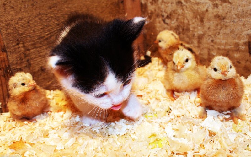 kitten with baby chicks
