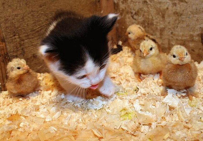 kitten with baby chicks