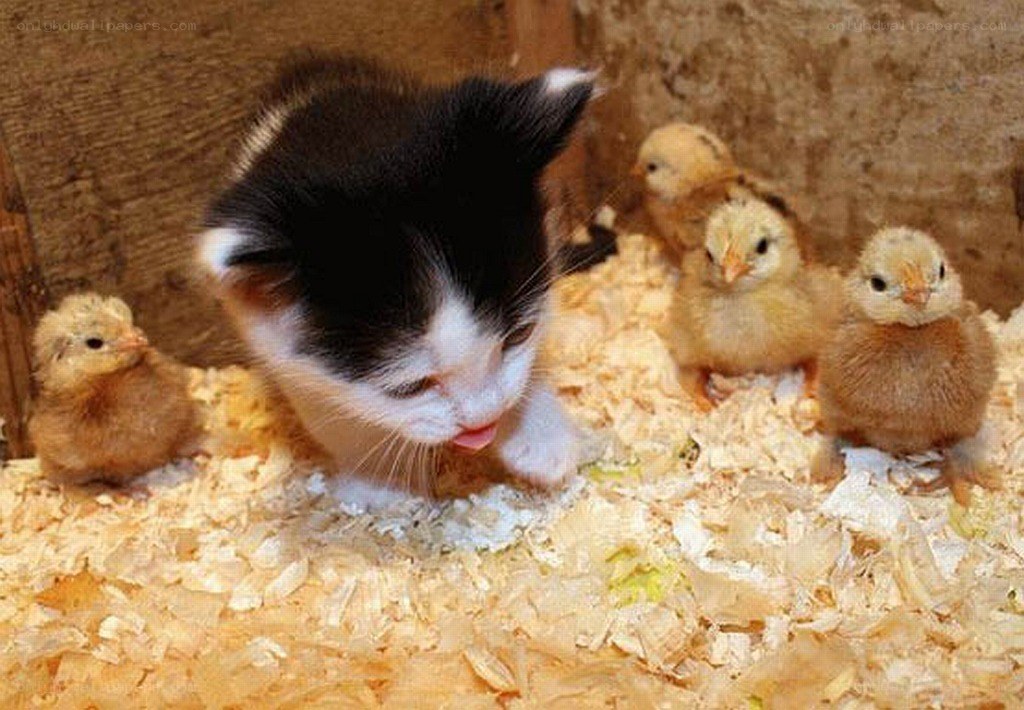 kitten with baby chicks