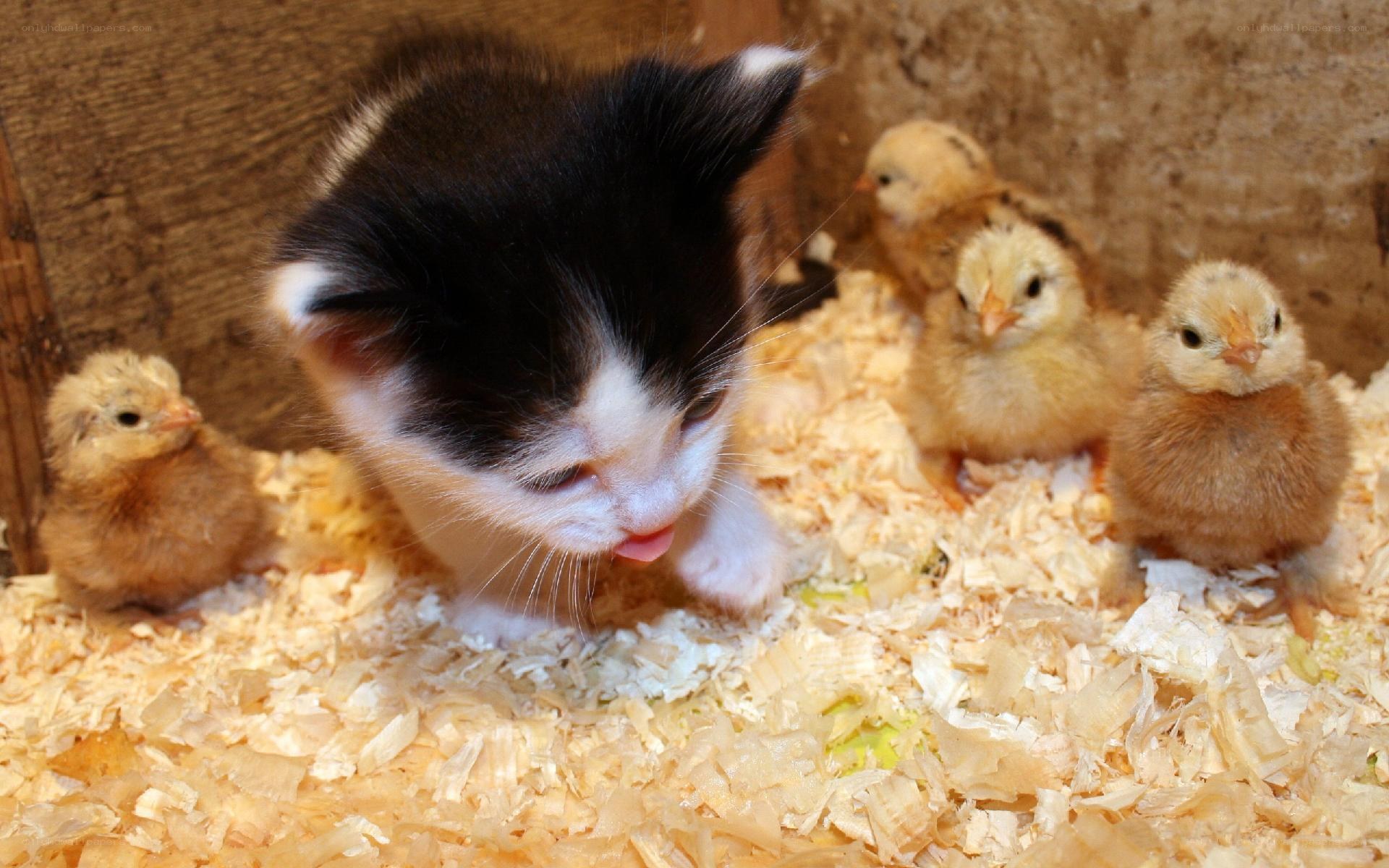 kitten with baby chicks