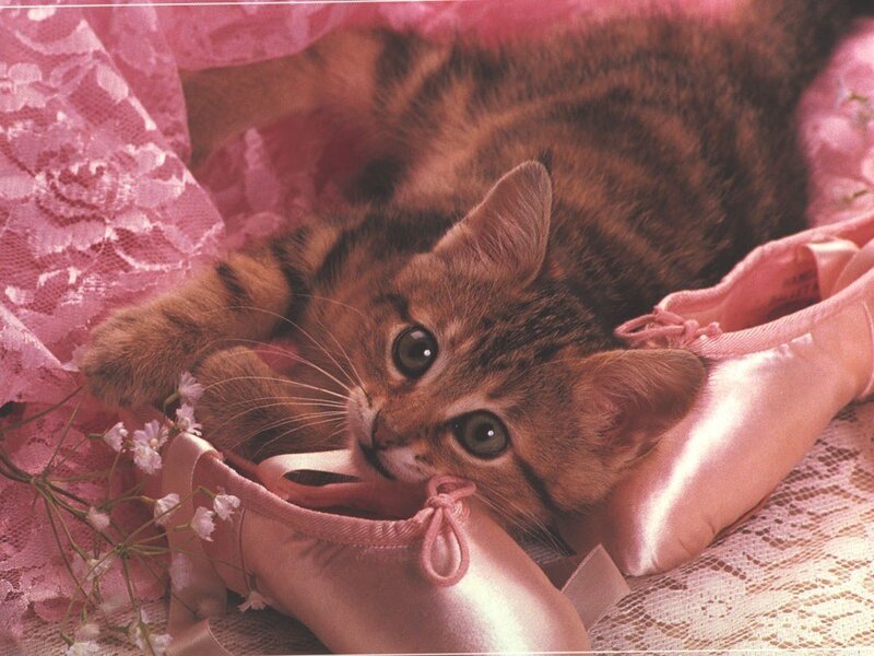 kitten with ballet shoes