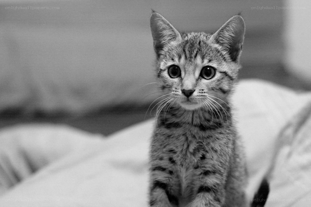 kitten with big eyes