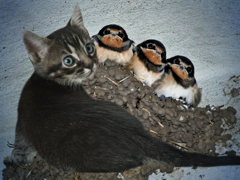 Kitten with Bird Chicks