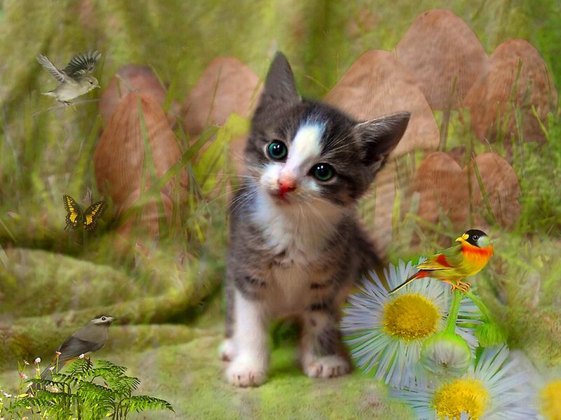 Kitten with Birds and Flowers