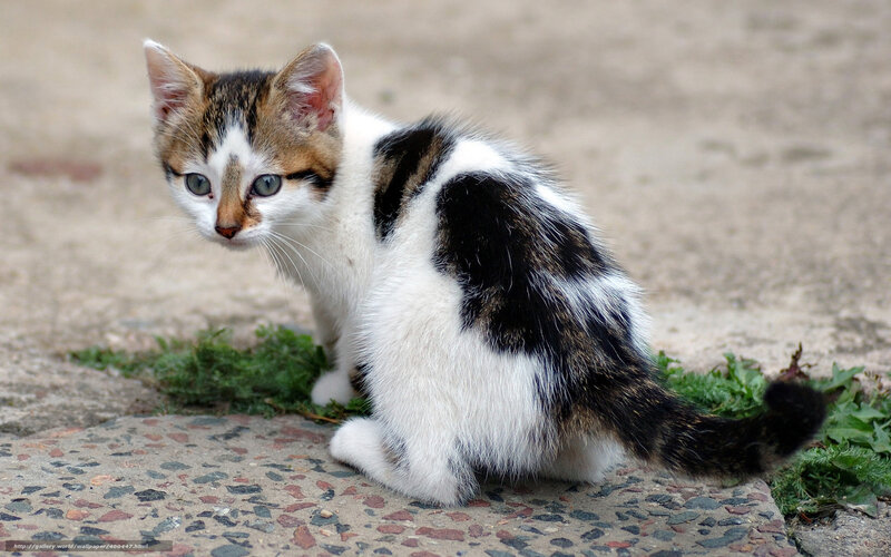Kitten with Black and Brown Patches