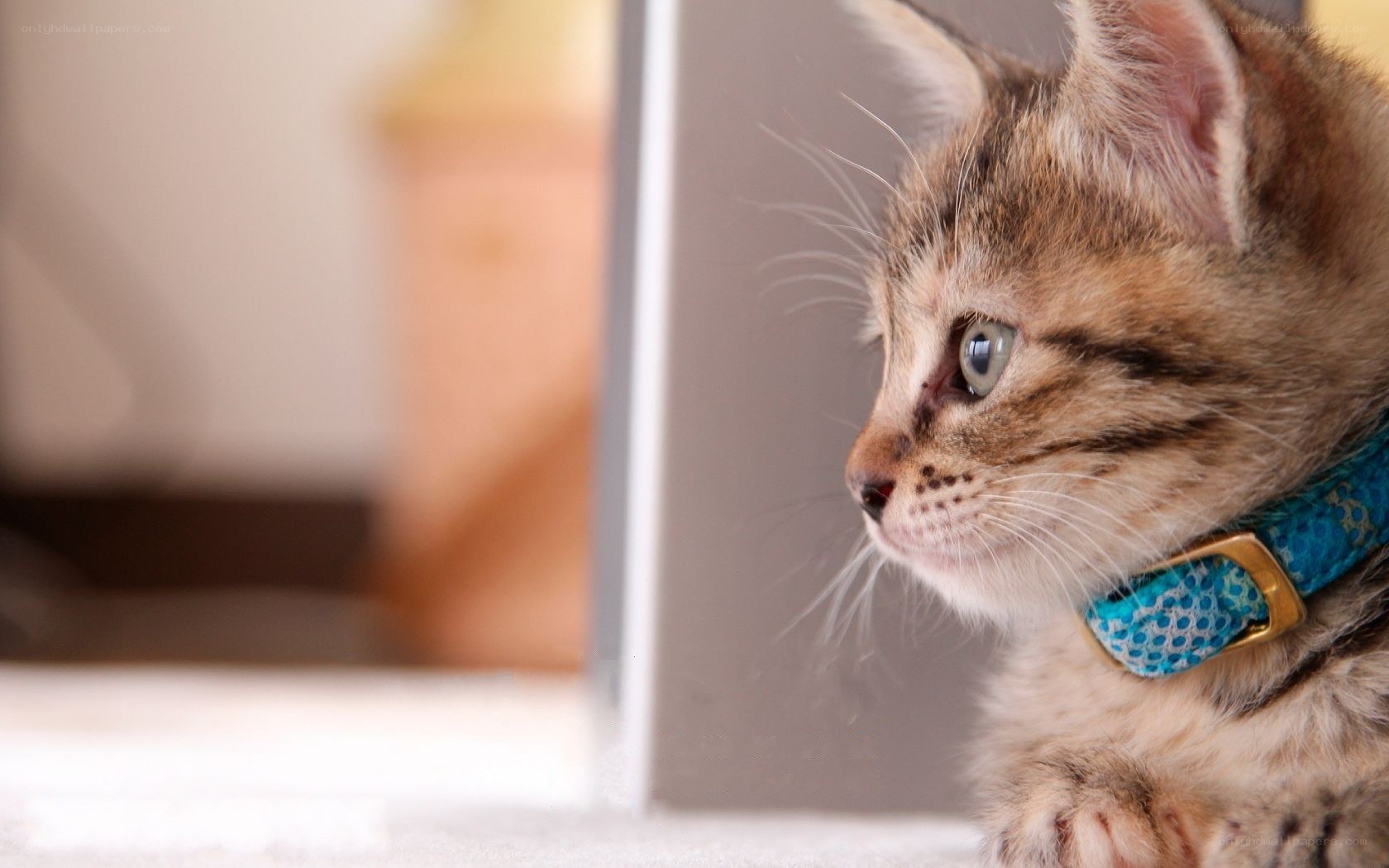 kitten with blue collar