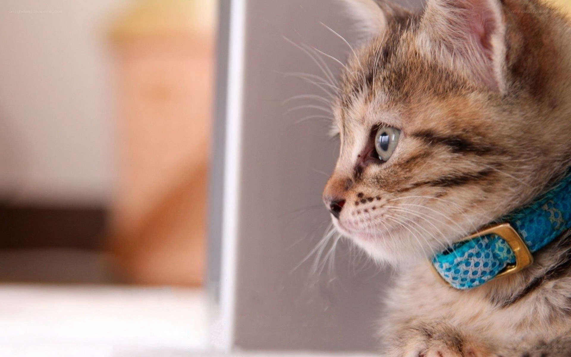 kitten with blue collar