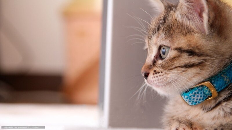 kitten with blue collar