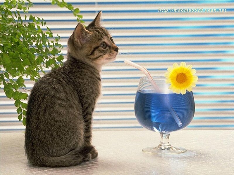 kitten with blue drink