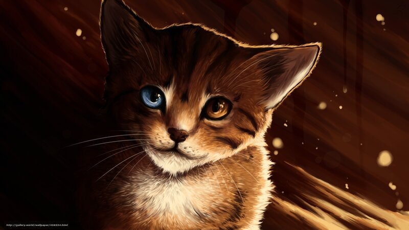 kitten with blue eye