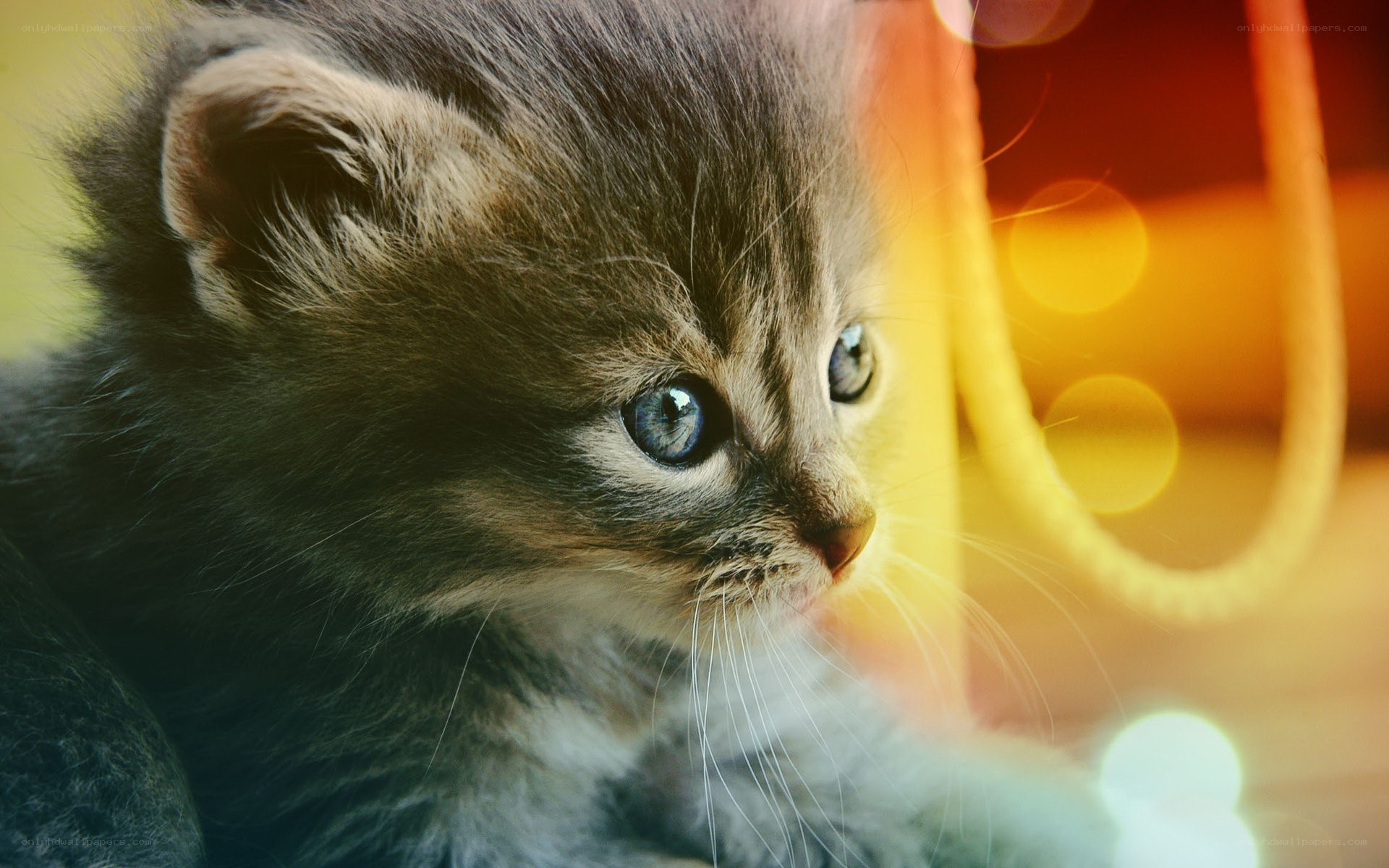 kitten with blue eyes