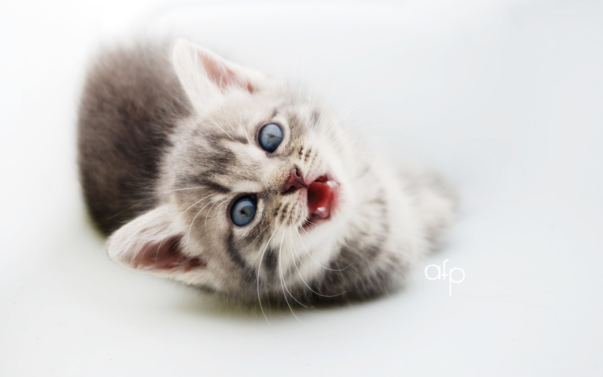 kitten with blue eyes