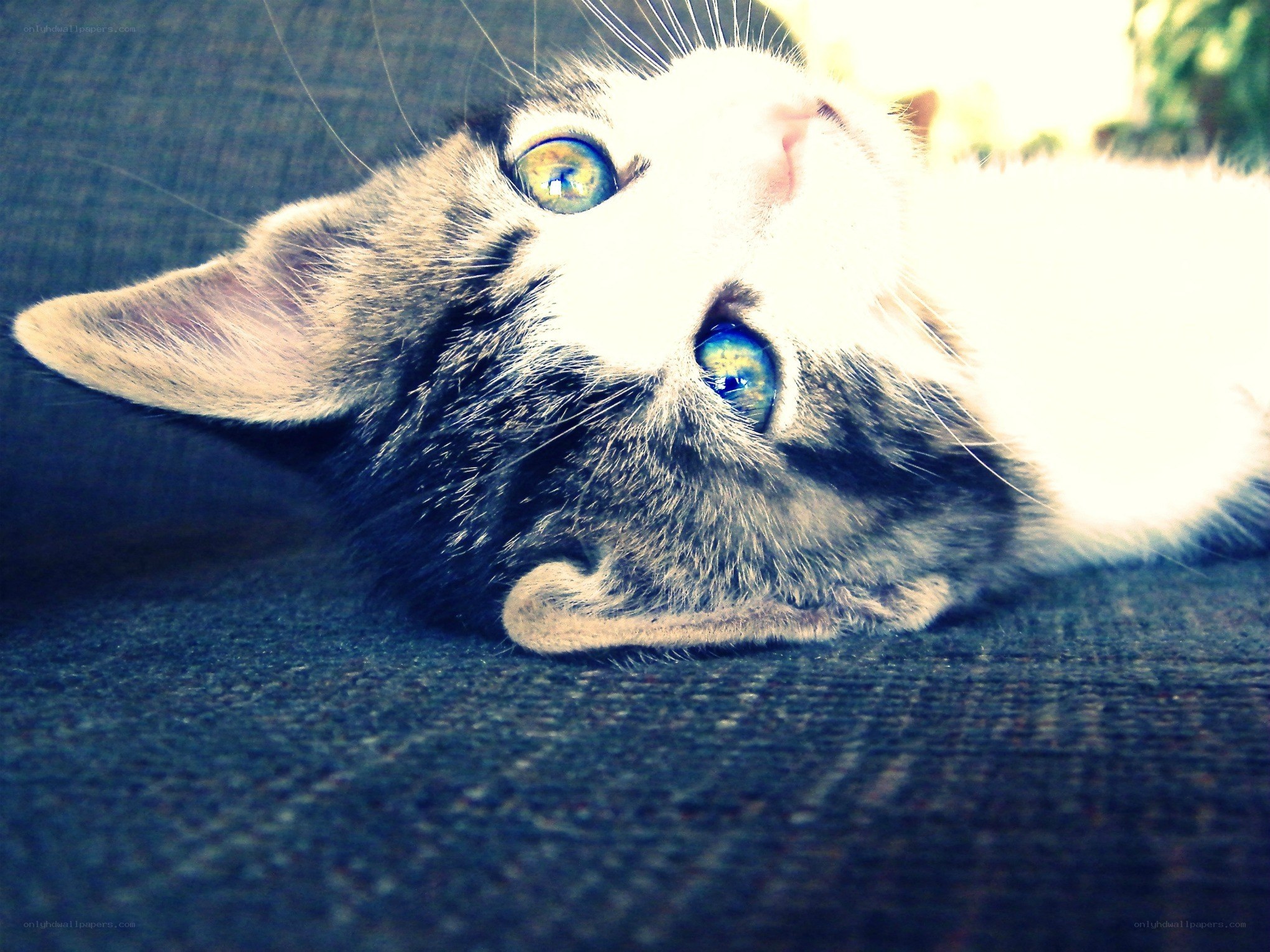 kitten with blue eyes
