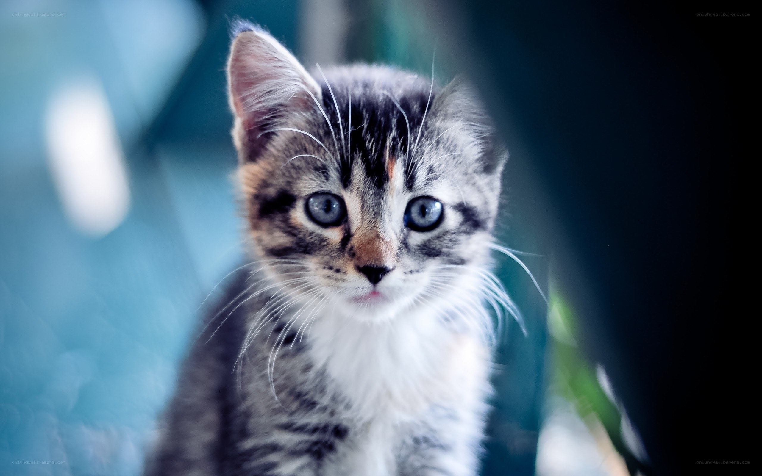 kitten with blue eyes