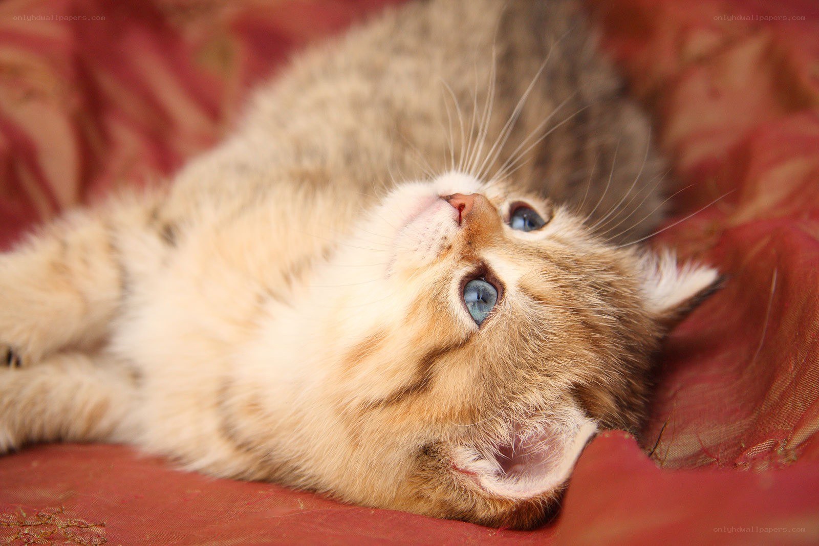 kitten with blue eyes