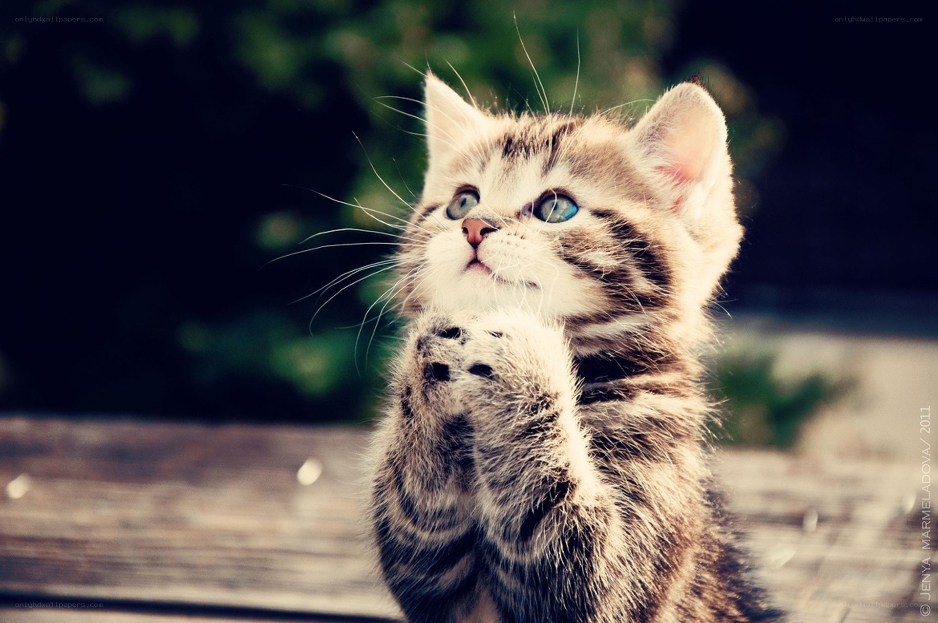 kitten with blue eyes