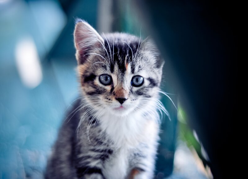 kitten with blue eyes