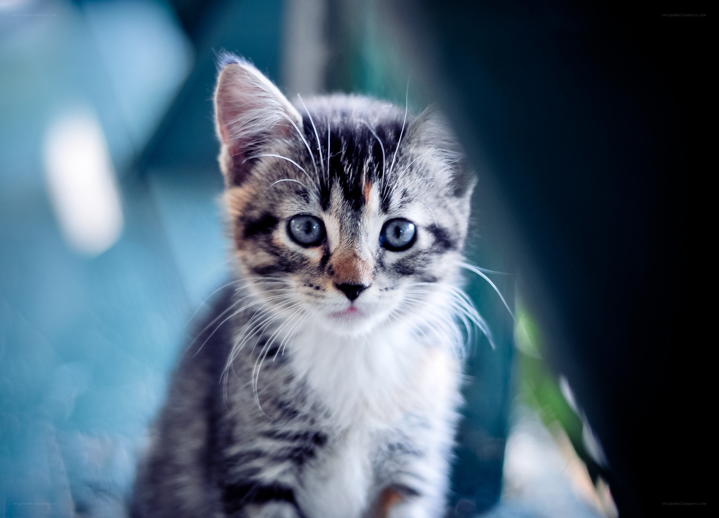 kitten with blue eyes