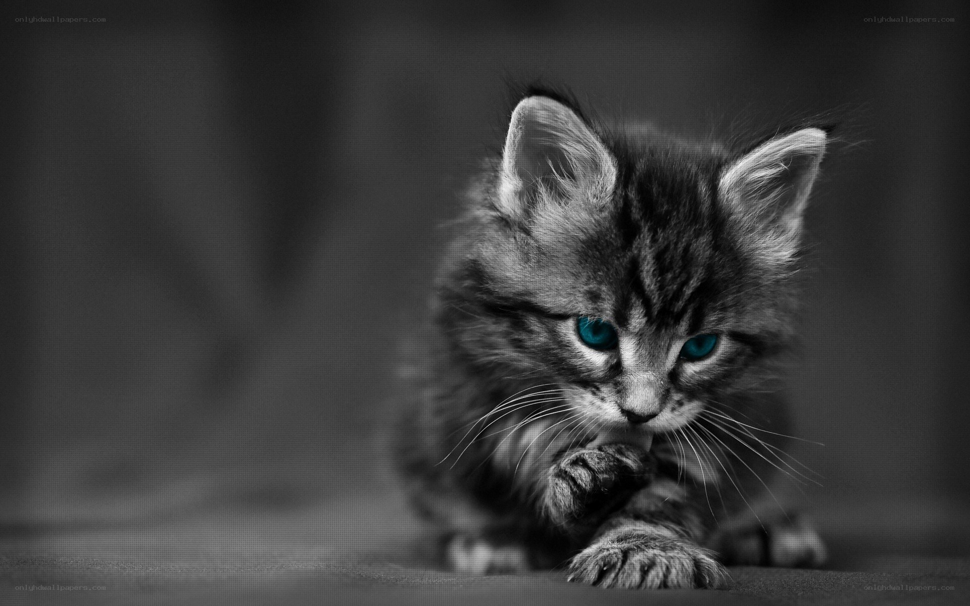 kitten with blue eyes