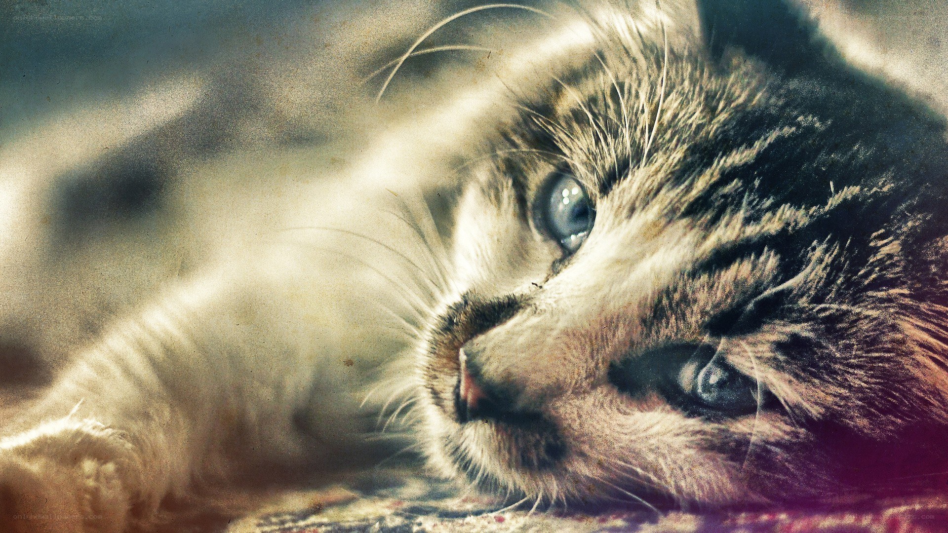 kitten with blue eyes