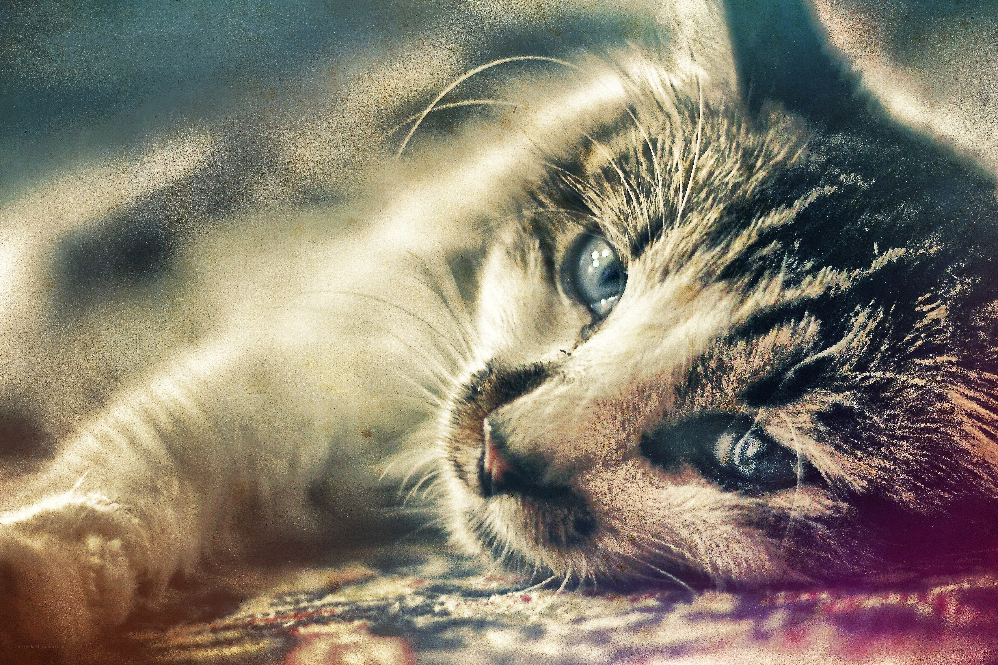 kitten with blue eyes