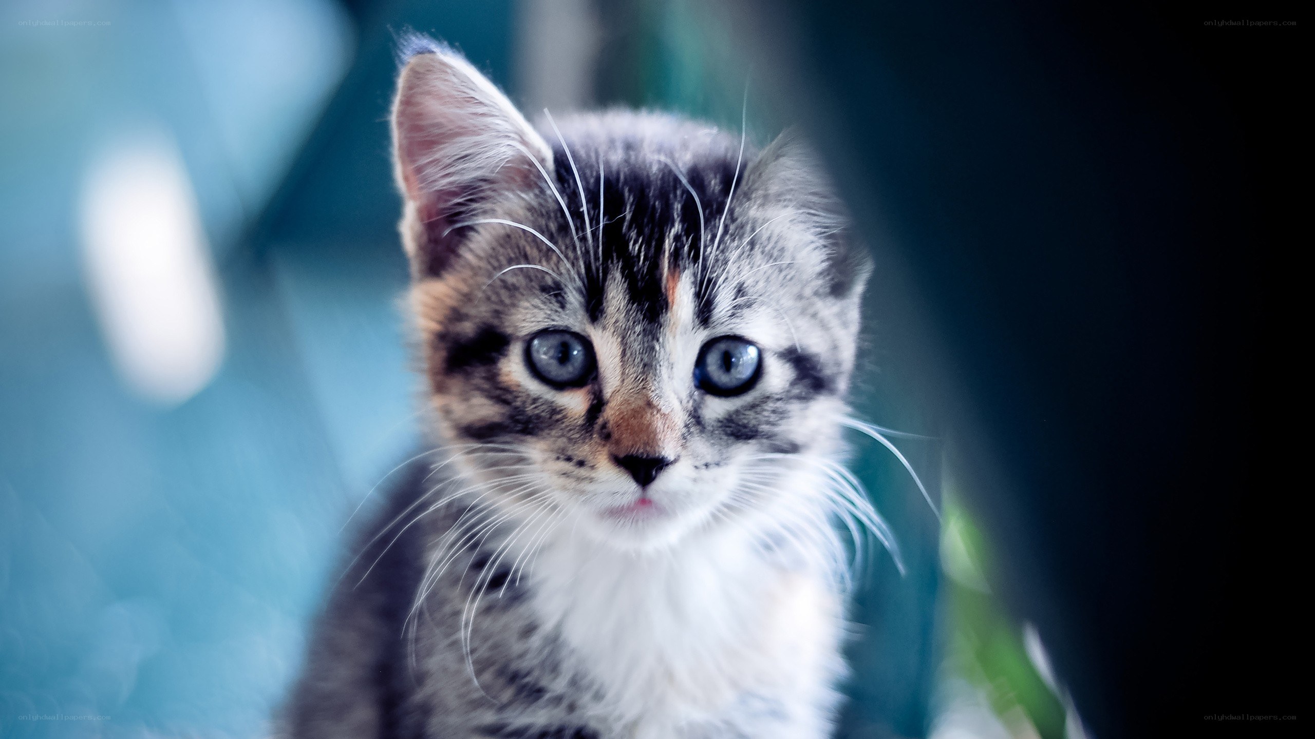 kitten with blue eyes