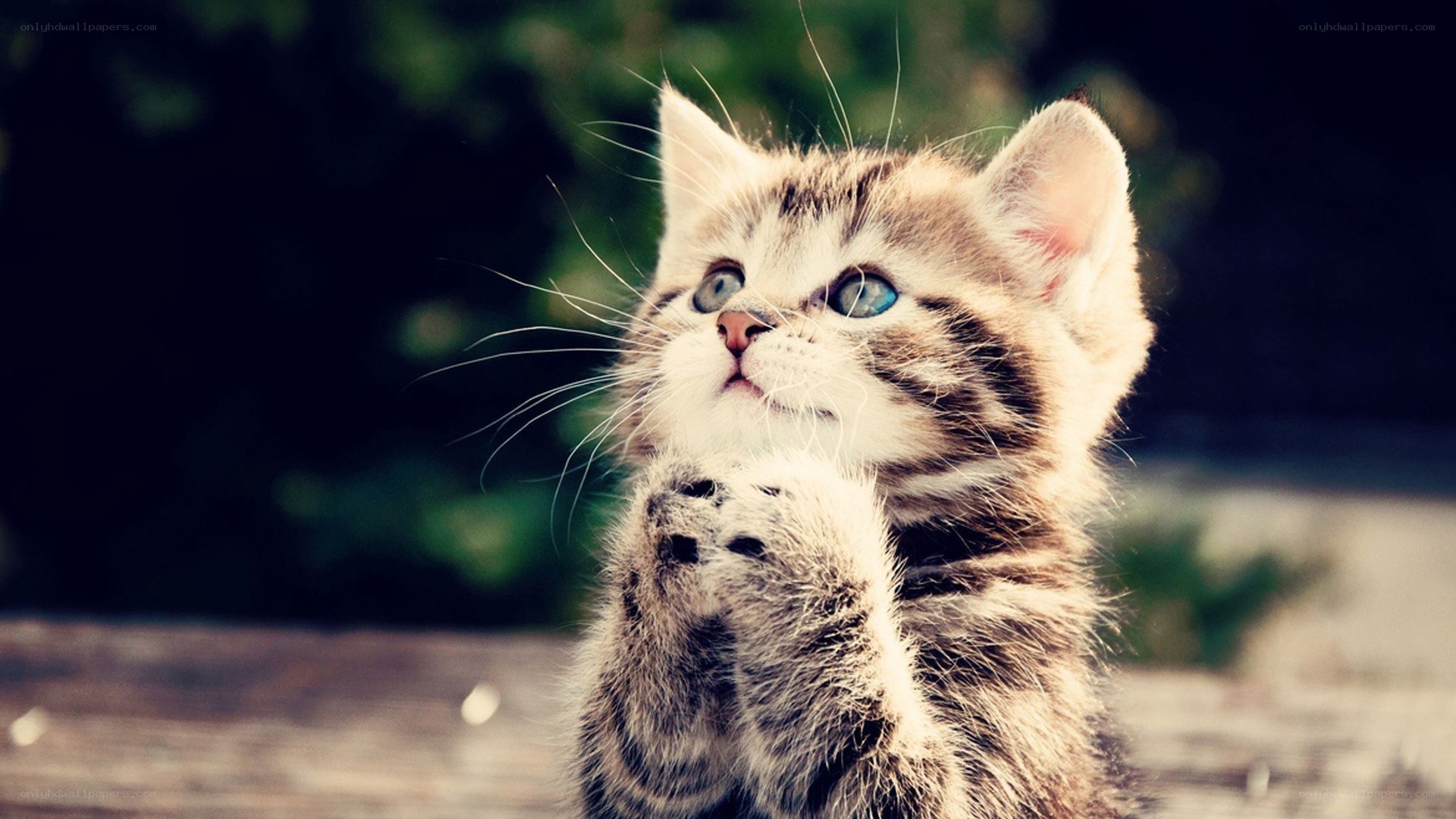 kitten with blue eyes