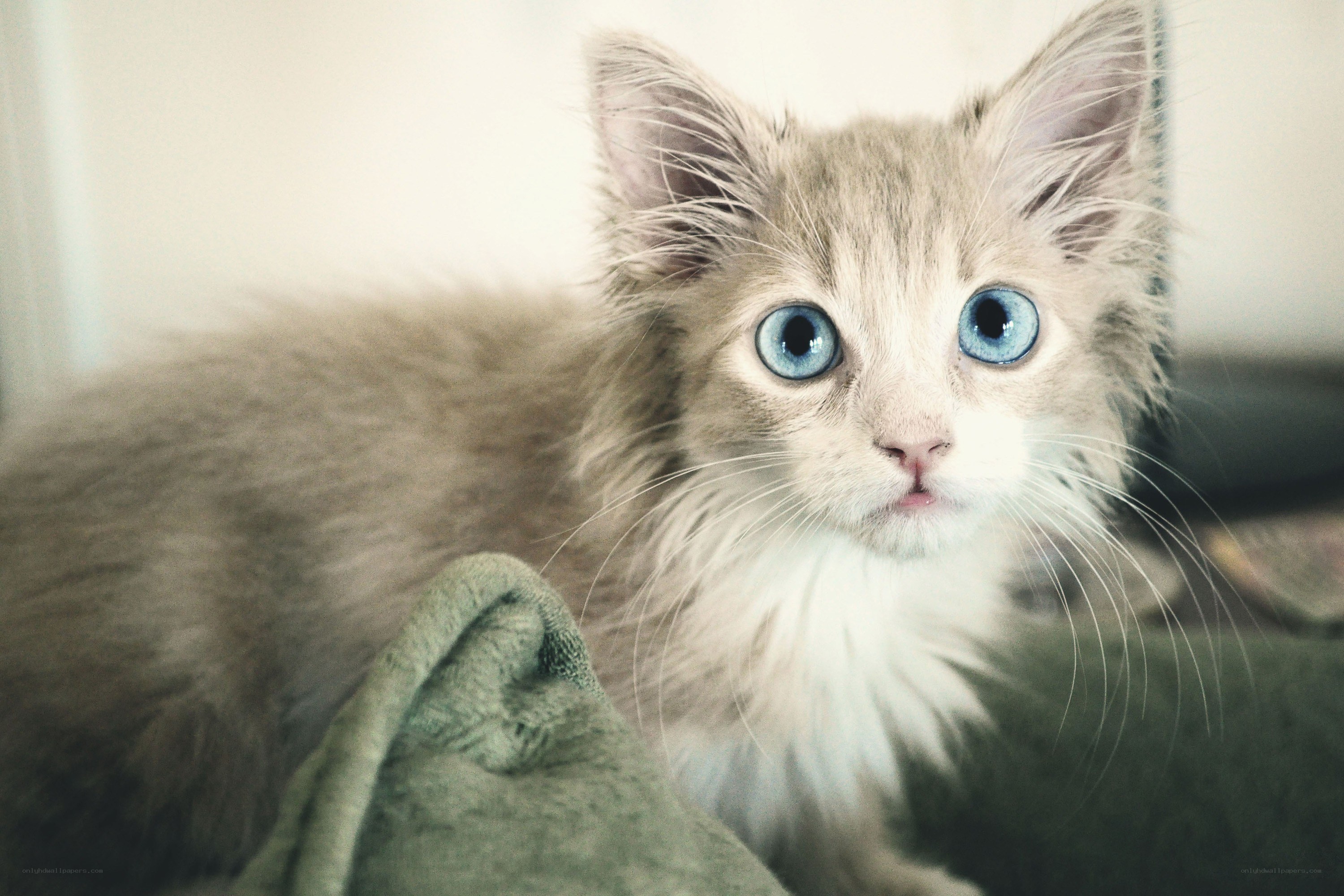 kitten with blue eyes
