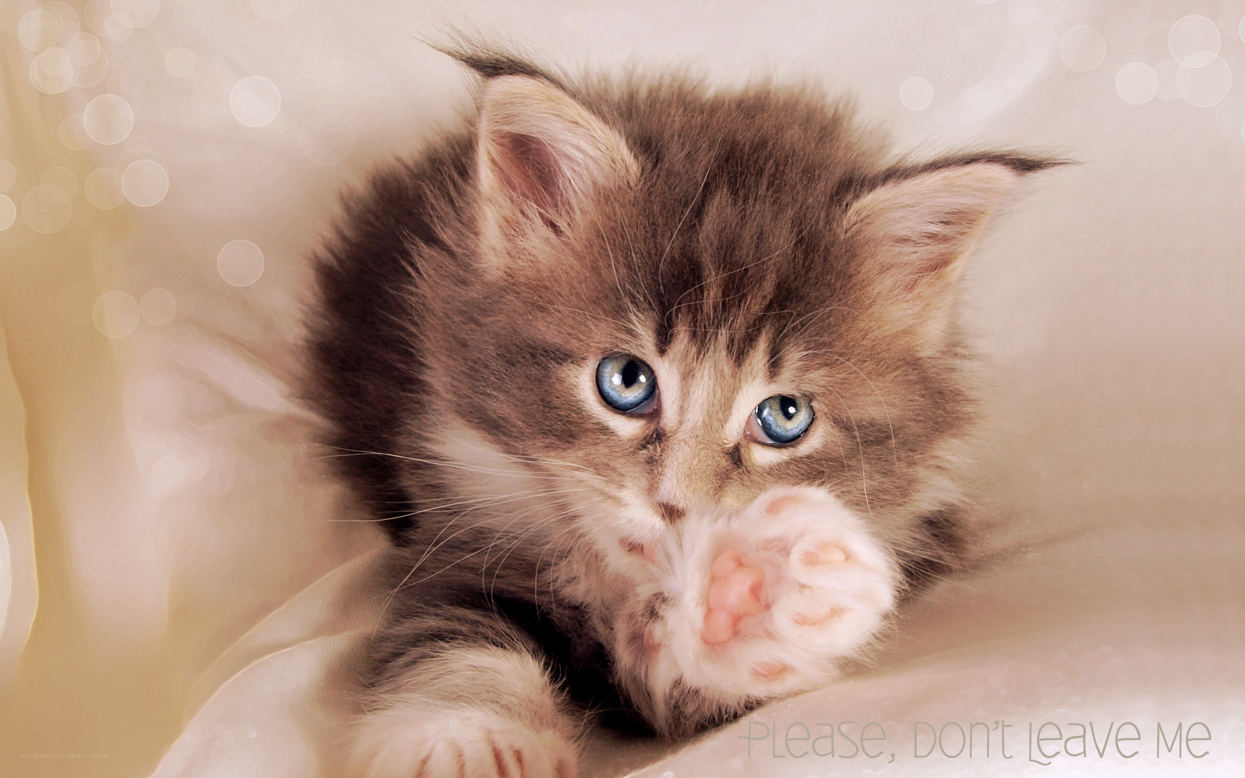 kitten with blue eyes