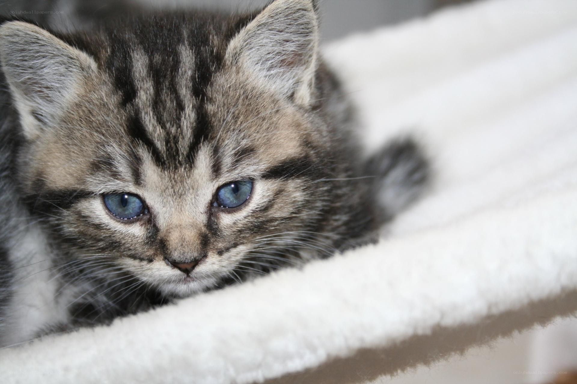 kitten with blue eyes
