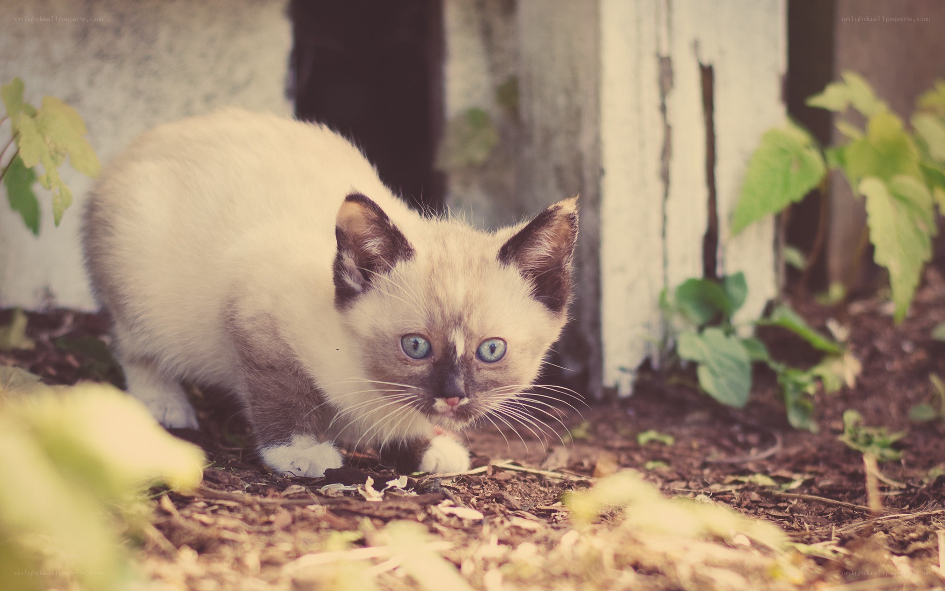 kitten with blue eyes
